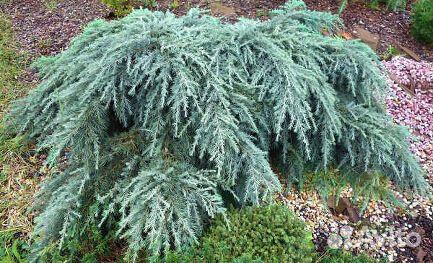 Кедры, Секвоядендрон, Лиственница и др