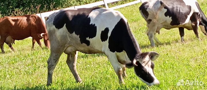 Корова дойная 2 отела