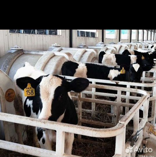 Телята бычки