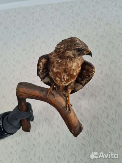 Чучело птицы