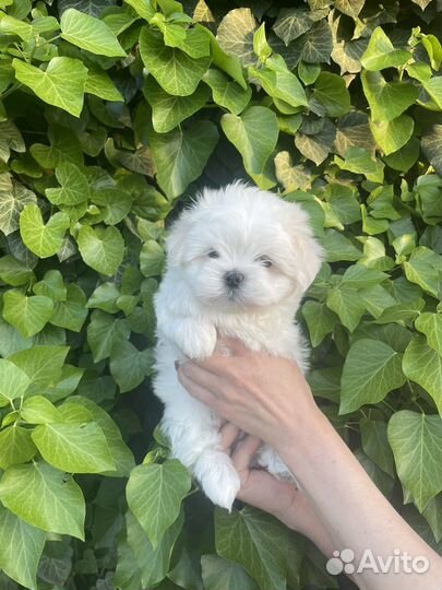 Щенки мальтезе