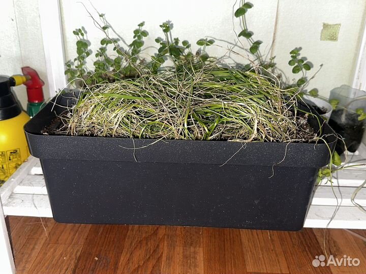 Горшок для цветов