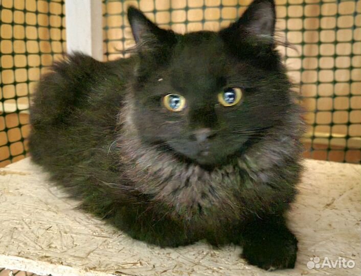 Котенок ищет дом