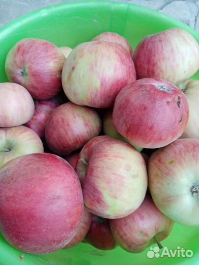 Яблоки домашние