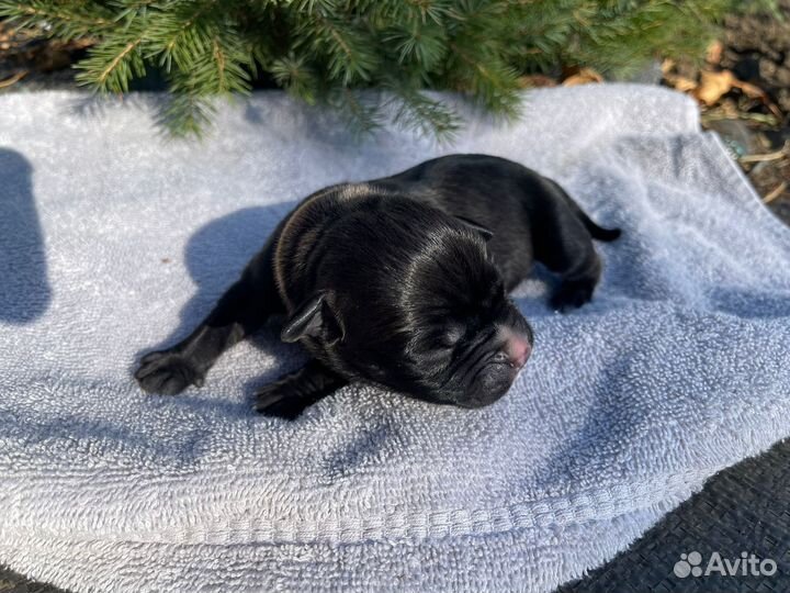 10 шикарных малышей,с документами