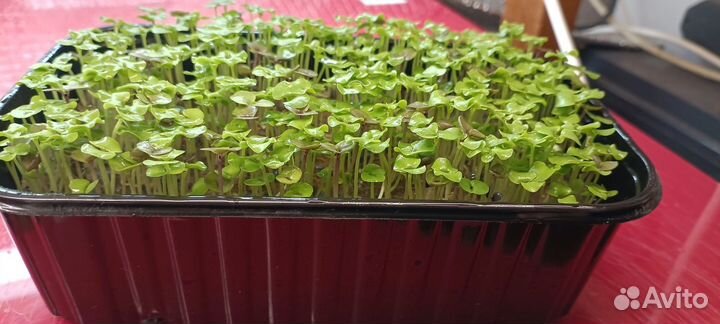 Микрозелень