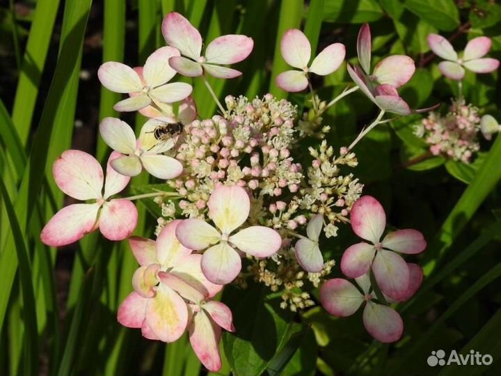 Гортензия метельчатая Пастел Грин