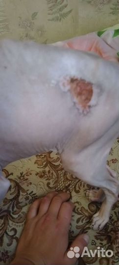 Сфинкс хорошая добрая молодая