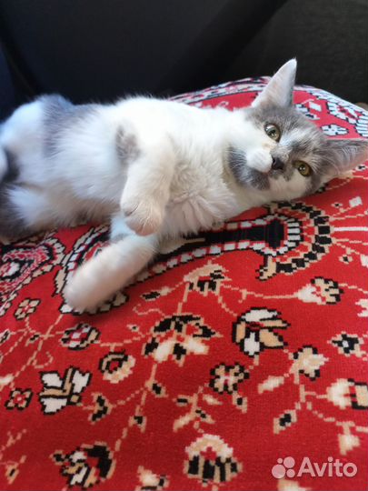 Котята ручные