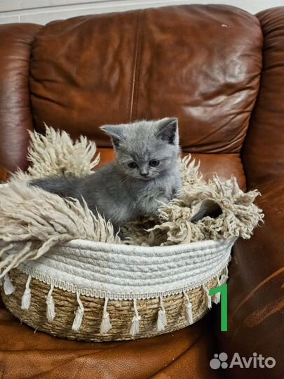 Британские котята короткошёрстная роз продажа
