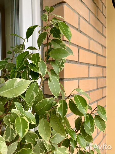 Фикус 1,25 м