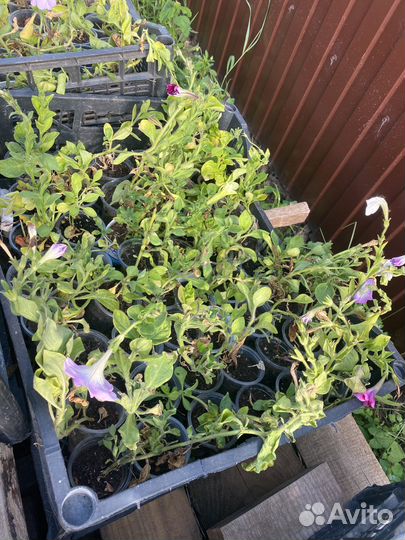 Рассада петунии