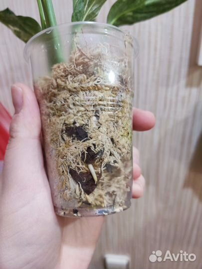 Спатифиллум Даймонд