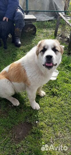 Отдам в добрые руки