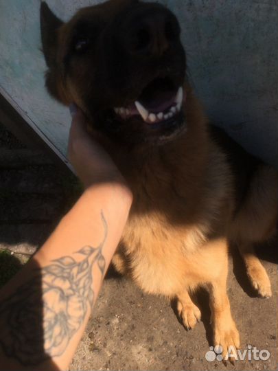 Выгул собак