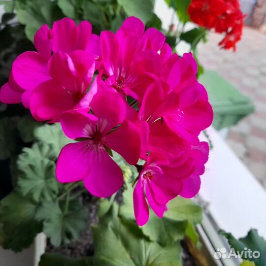 Фиалки, спатифиллум, герань