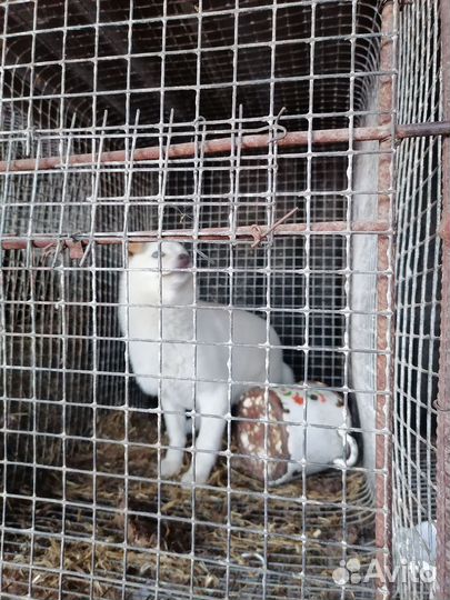 Щенки в добрые руки