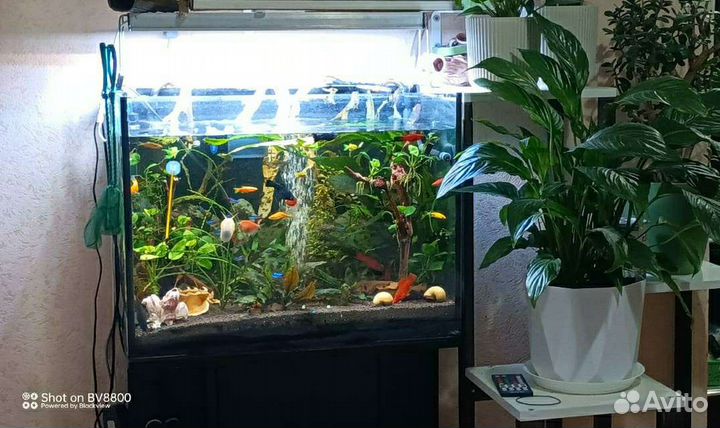 Аквариум