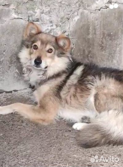 Мальчик ищет дом