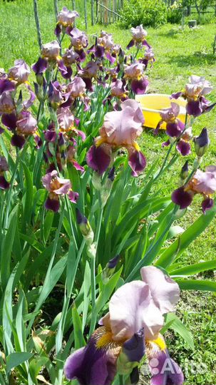 Саженцы многолетников цветов и ягод