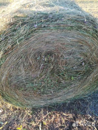 Сено в рулонах 2024