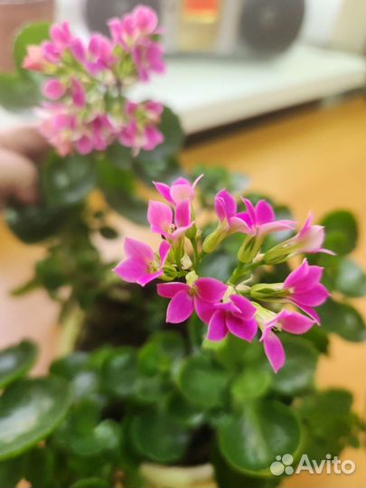 Каланхоэ цветущий