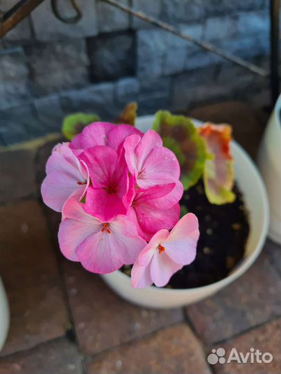 Пеларгония герань 