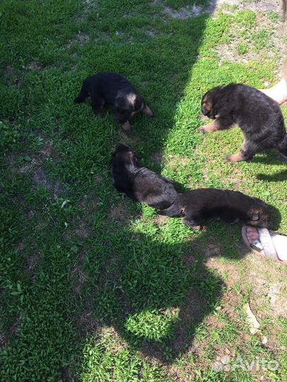 Щенки немецкой овчарки