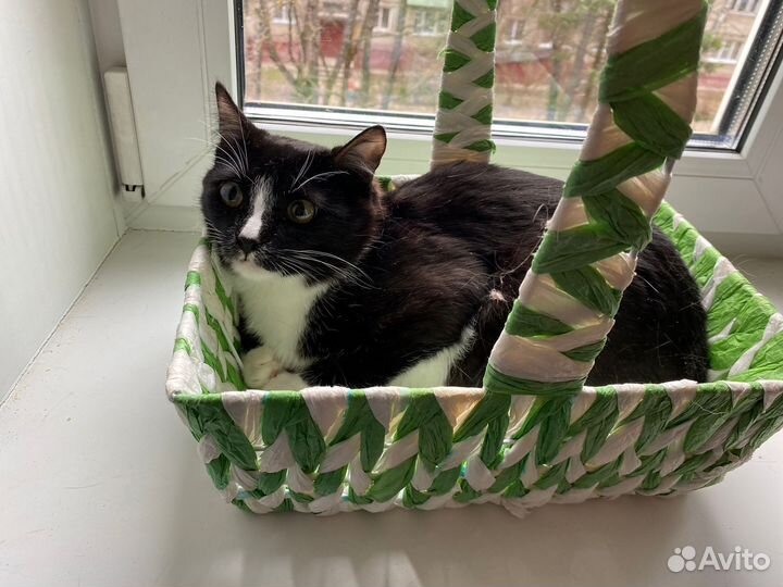 Котик в добрые руки