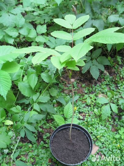 Орех маньчжурский