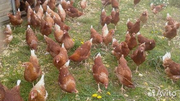Куры несушки