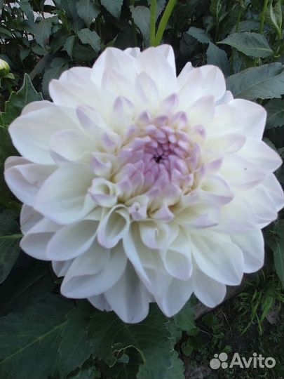 Георгины клубни