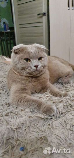 Британские котята