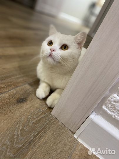 Британский кот в добрые руки