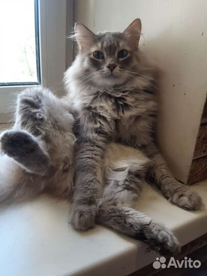 Кошка в дар бесплатно