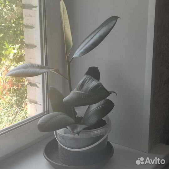 Фикус каучуконосный