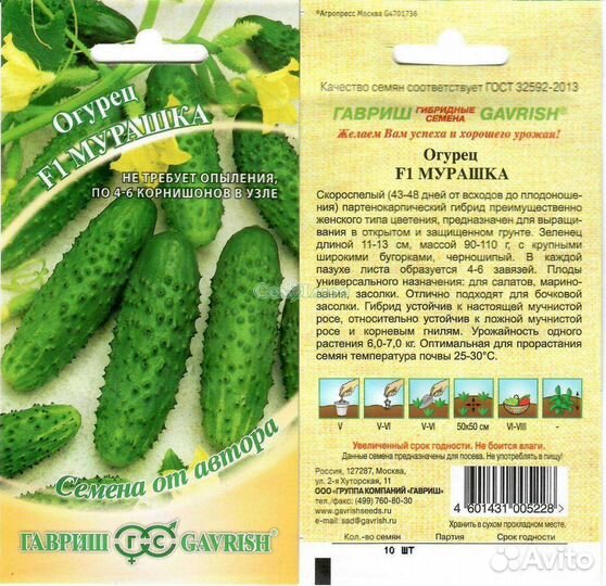 Рассада огурцов