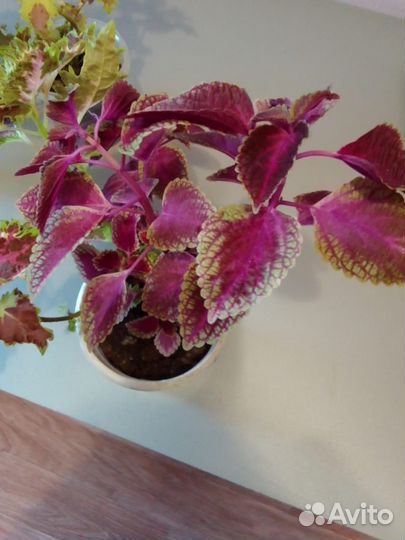 Пеларгония герань