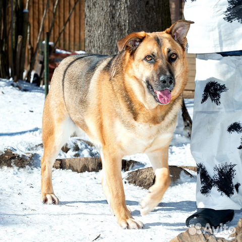 Собака в добрые руки