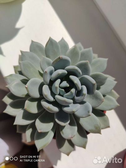 Суккуленты Эхеверия