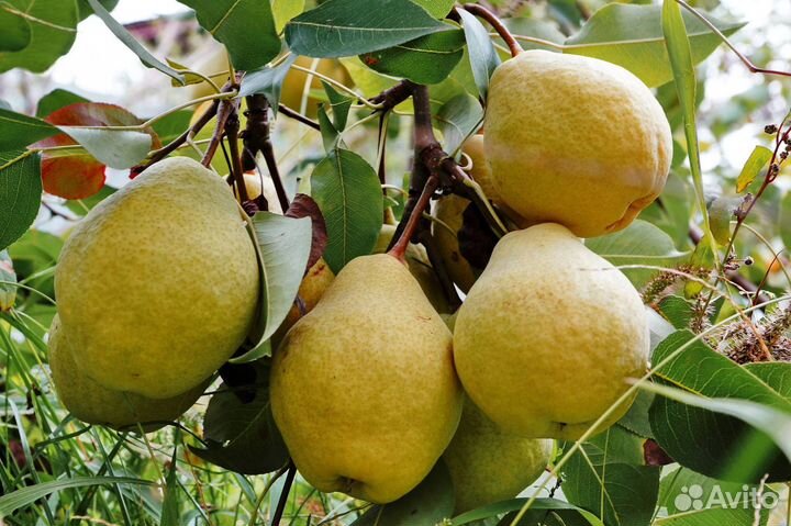 Груша деревья разного сорта (предзаказ)