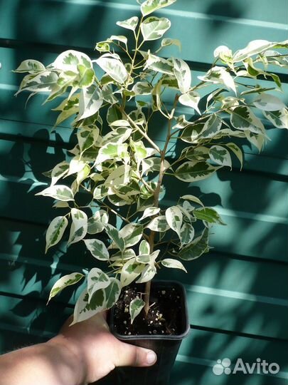 Фикус мелколистные