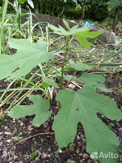 Саженец инжира