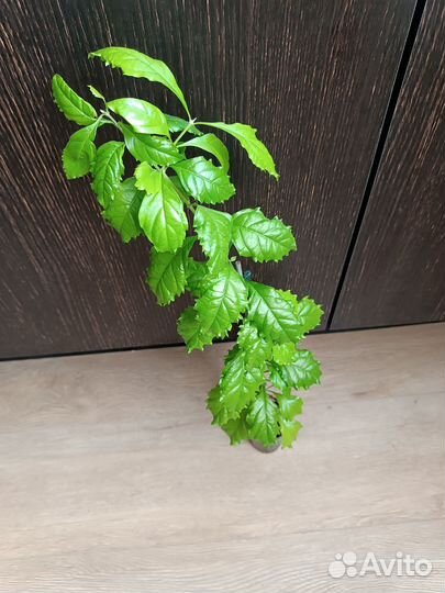 Цветы разные (часть 2) и семена адениума