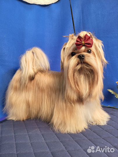 Помет Русская салонная рожд.25.07.23