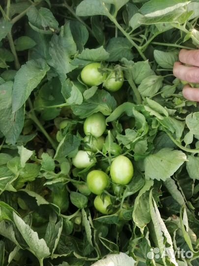 Помидоры сливка оптом и лоджейн зелёный