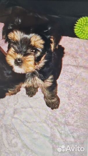 Йоркширский терьер щенки
