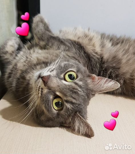 Кошка Соня в добрые руки