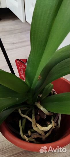 Орхидея фаленопсис