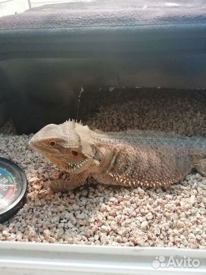 Передержка кошек, собак, птиц, грызунов Зооняня